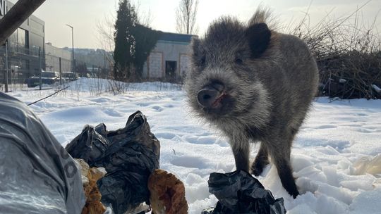 Dziki lokator z Okulickiego. Co dalej z samotnym „Chrumkiem” w centrum Piaseczna?