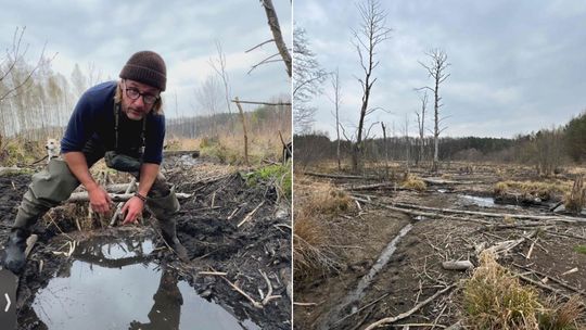 Katastrofa ekologiczna na rzece Tarczynka. Zniszczenie siedlisk bobrów i wysychające źródlisko
