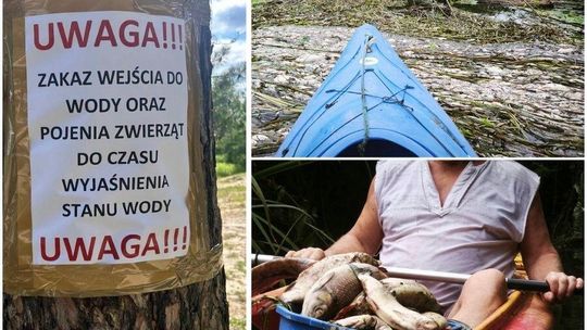 Kolejne śnięte ryby w Jeziorce. Miesiąc temu Wody Polskie mówiły o incydencie