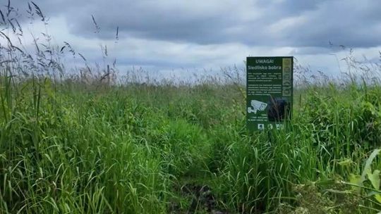 Pierwszy taki park w Polsce ma powstać na Łąkach Oborskich