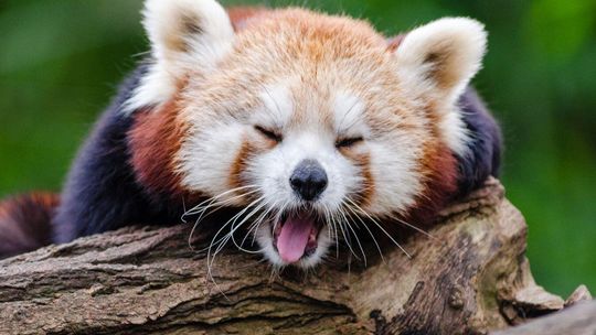 Warszawskie ZOO wybiera Zwierzaka Roku 2025. Trwa finałowy plebiscyt