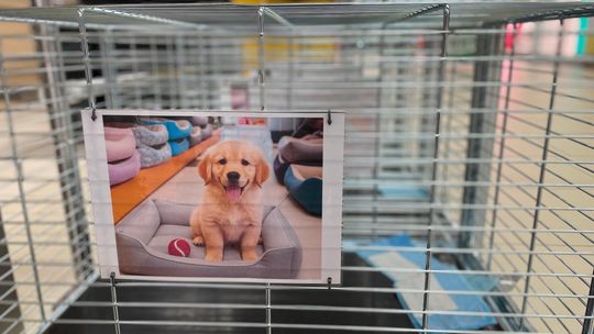 Zakupy z psem? W Piasecznie pojawiły się specjalne wózki