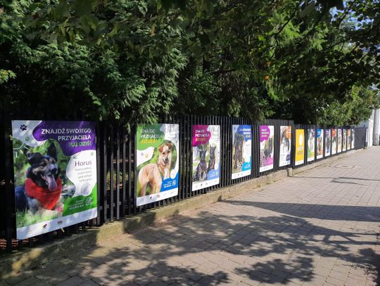 Adoptuj zwierzaka z plakatu (i nie tylko)!