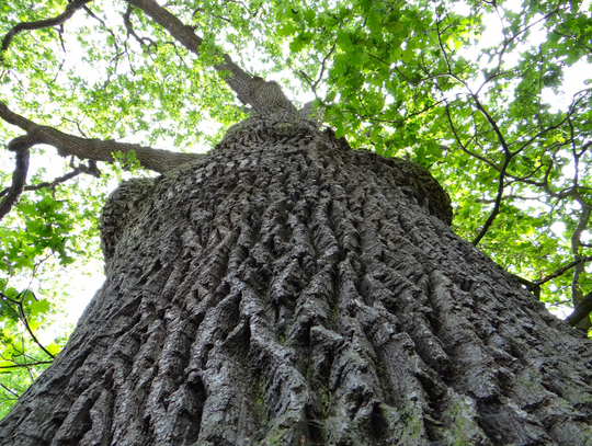 Będzie nowy pomnik przyrody?