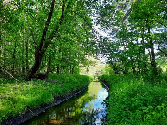 Bezpieczeństwo przy szkołach, czysta Jeziorka i 11 innych projektów