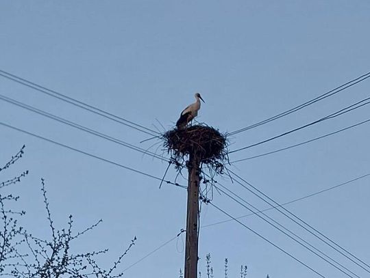 Bocian wrócił do Habdzina. Wiosna rozgościła się na dobre Bocian wrócił do Habdzina. Wiosna rozgościła się na dobre