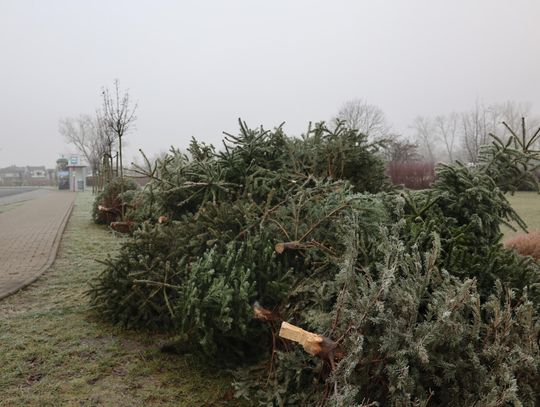 Choinki dla alpak w gminie Lesznowola Choinki dla alpak w gminie Lesznowola