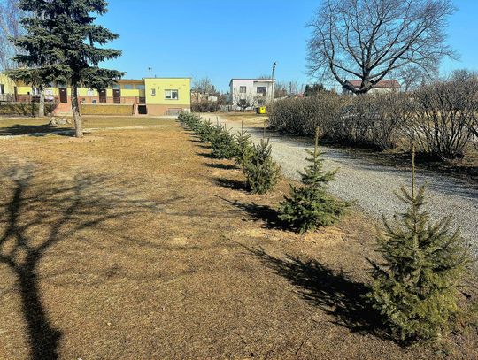 Choinki z rynku trafiły na stadion