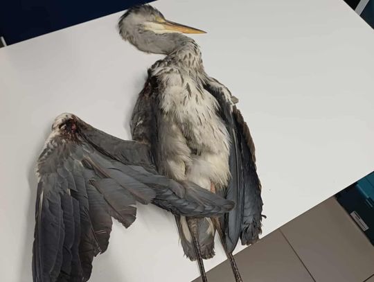 Czapla trafiła na rehabilitację