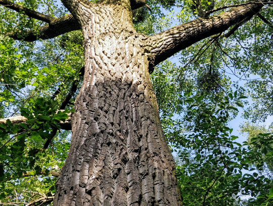 Dąb w Kawęczynie pomnikiem przyrody