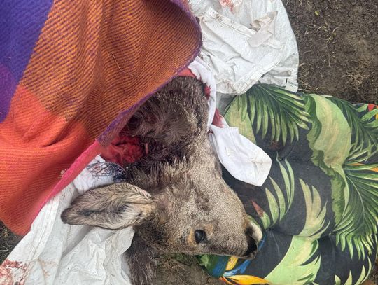 Dramatyczna akcja. Zwierzę nie przeżyło Dramatyczna akcja. Zwierzę nie przeżyło