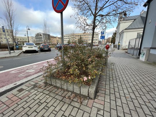 Drugie życie miejskich rabat?