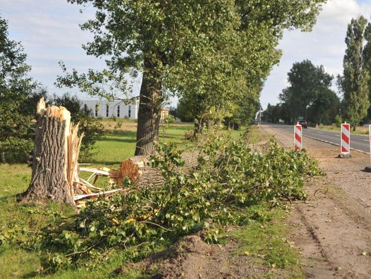 Drzewo zabiło kierowcę na DK79. Kiedy GDDKiA ostatnio sprawdzała stan drzew?