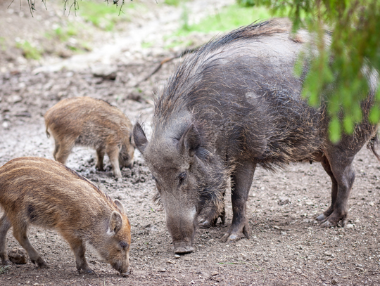 Dziki coraz bliżej domów Dziki coraz bliżej domów