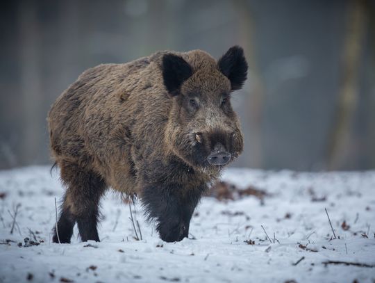 Dziki na terenach zabudowanych – jak postępować?
