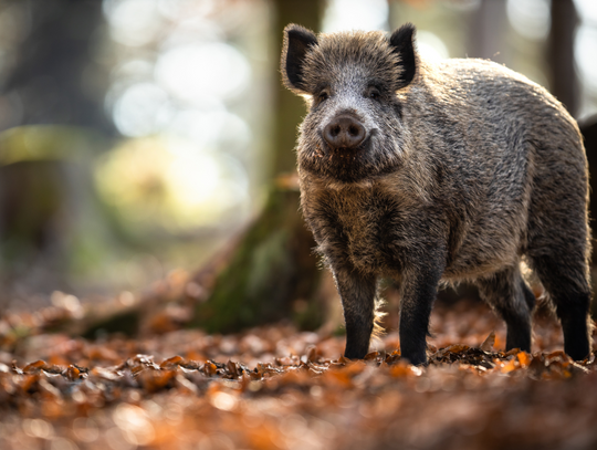 Dziki w Mirkowie – mieszkańcy apelują o interwencję Dziki w Mirkowie – mieszkańcy apelują o interwencję