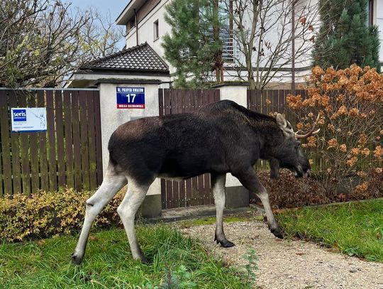 Dzikie zwierzęta obok nas