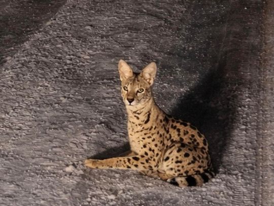 Egzotyczny kot w Kierszku. Trwają poszukiwania serwala Egzotyczny kot w Kierszku. Trwają poszukiwania serwala