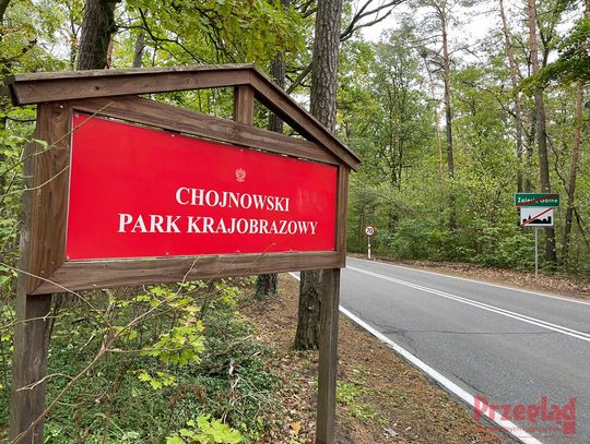 Głośny spór – Imprezy w środku lasu kosztem zdrowia mieszkańców i zwierząt?