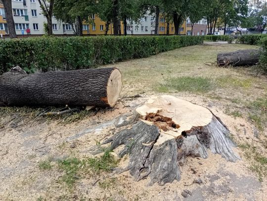 Gmina tłumaczy wycinkę drzew