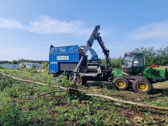 Gniazda chronione tylko w teorii? – ekspresowa wycinka na osiedlu Bratek