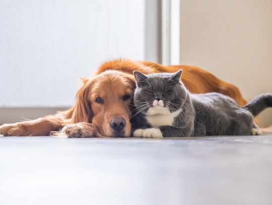 Góra Kalwaria: bezpłatne zabiegi dla psów i kotów Góra Kalwaria: bezpłatne zabiegi dla psów i kotów