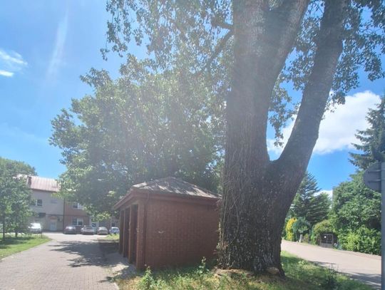 Niebezpieczna topola w centrum Mirkowa do wycinki