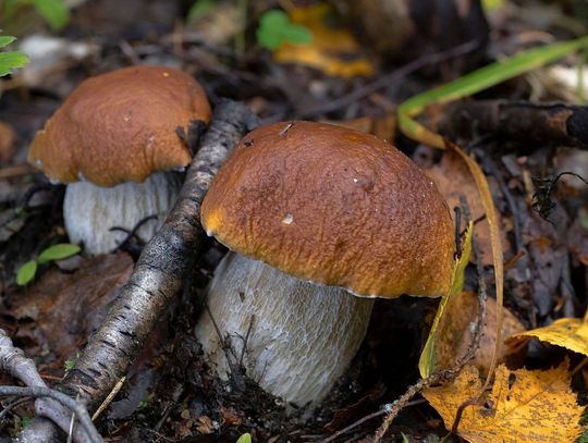 Grzybowy sezon w pełni. Gdzie w naszym powiecie szukać leśnych skarbów?