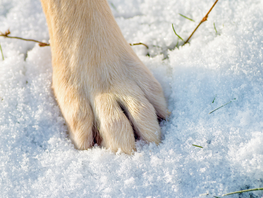 Interwencyjne odebranie psa na terenie gminy Lesznowola