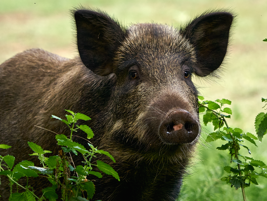 Jednorazowy spacer dzików? Jednorazowy spacer dzików?