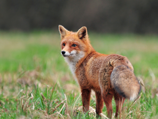 Jesienna akcja szczepienia lisów na Mazowszu
