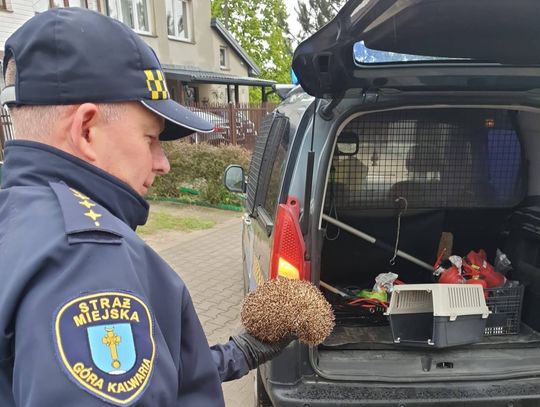 Jeż uwięziony w bramie, pisklę przyniesione do straży