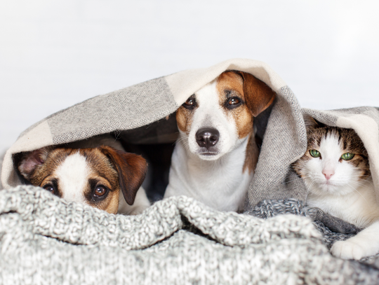 Józefosław zbiera dary dla zwierząt