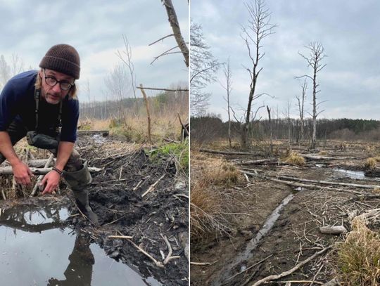Katastrofa ekologiczna na rzece Tarczynka. Zniszczenie siedlisk bobrów i wysychające źródlisko
