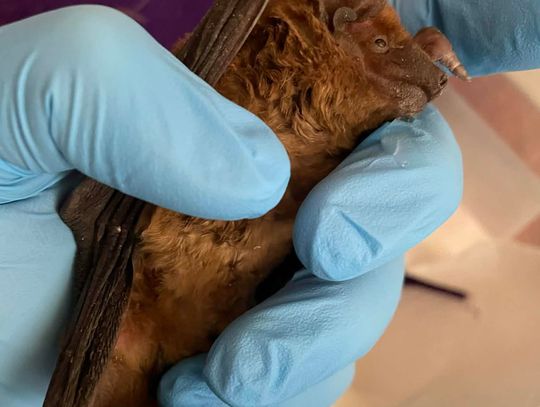 Kierszek: Osłabiony nietoperz trafił pod opiekę wolontariuszy