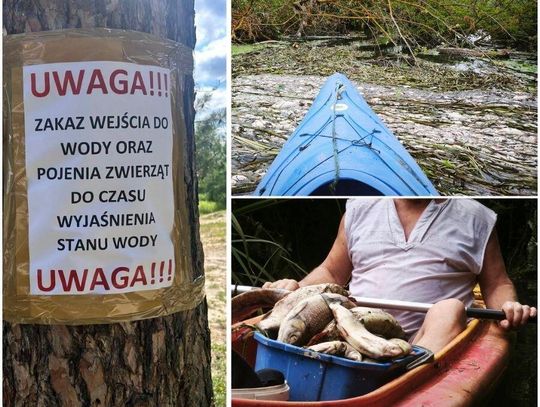 Kolejne śnięte ryby w Jeziorce. Miesiąc temu Wody Polskie mówiły o incydencie