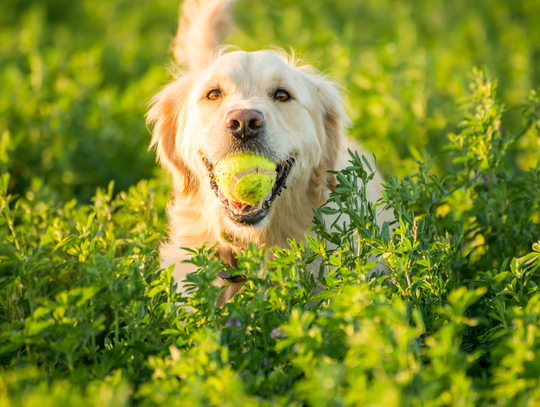 Koniec z bezpańskimi psami? Koniec z bezpańskimi psami?
