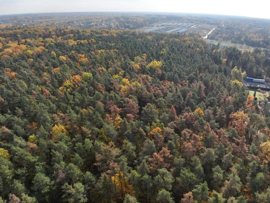 Lasy pod Piasecznem umierają. Resort klimatu włączył się do sprawy