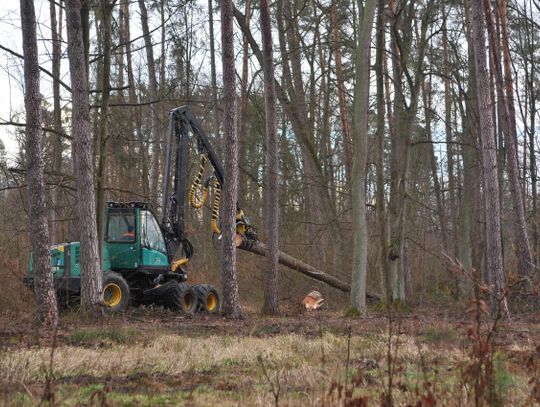 Leśne wycinki budzą niepokój