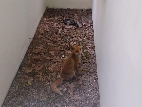 Lis uratowany z pułapki w Konstancinie-Jeziornie