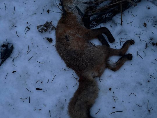 Lis zagryziony przez psy w Konstancinie-Jeziornie