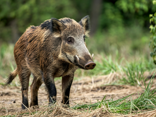 Mały dzik w sąsiedztwie Parku Miejskiego [WIDEO]