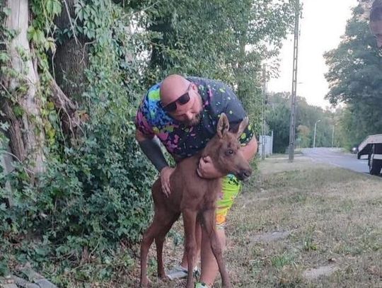 Mały łoś uratowany przez mieszkańców i Fundację