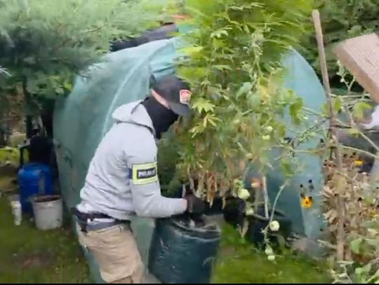 Marihuana na Rodzinnych Ogródkach Działkowych - policja zatrzymała 52-latka [WIDEO]