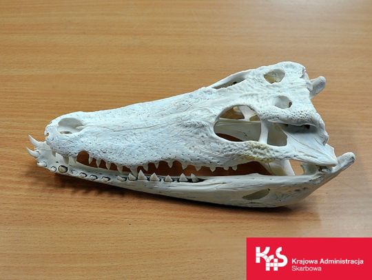 Mazowsze. Krokodyl w przesyłce z Chin