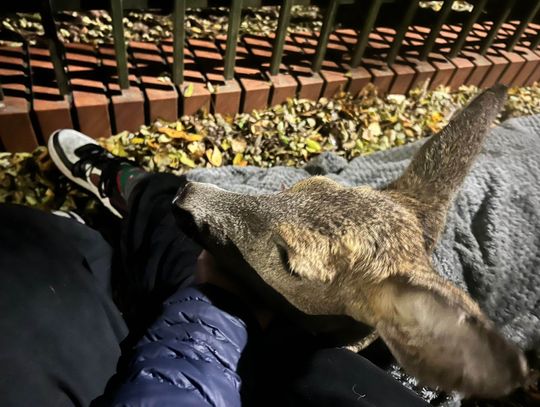 Mieszkańcy próbowali uratować ranną sarnę Mieszkańcy próbowali uratować ranną sarnę