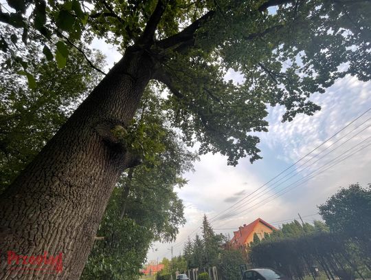 Mieszkańcy Leśnej żyją w ciągłym strachu. Czy drzewa faktycznie mogą runąć na ich domy?