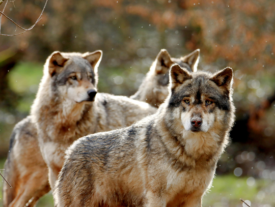Wilki w lasach pod Julianowem? Nadleśnictwo montuje fotopułapki!