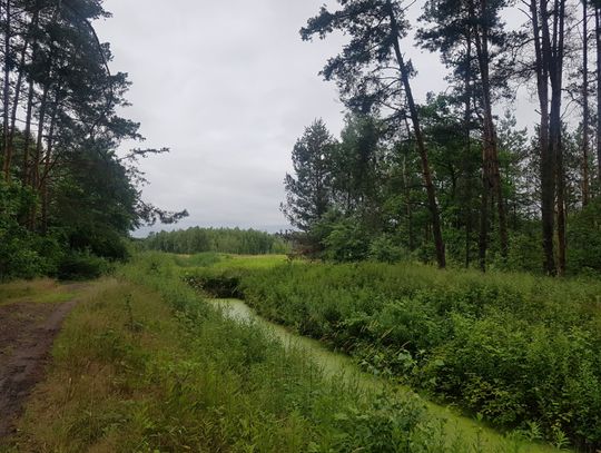 Nadleśnictwo Chojnów. Resocjalizacja więźniów z warszawskiego aresztu