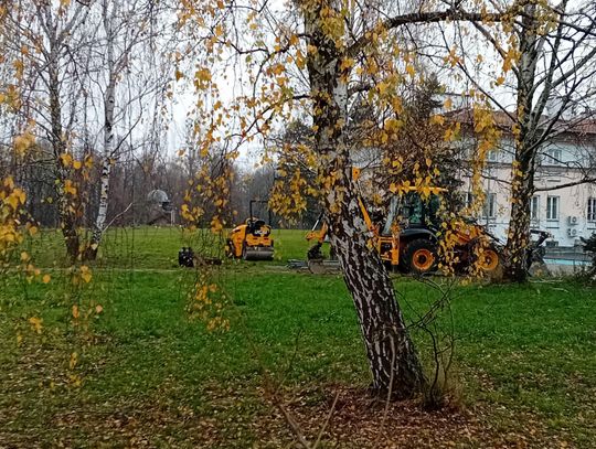 Nasadzenia tak, ale u nas!